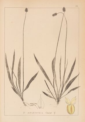 Herbier de la flore française Pl.0942