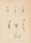 Herbier de la flore française Pl.0944