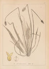 Herbier de la flore française Pl.0945