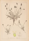 Herbier de la flore française Pl.0946