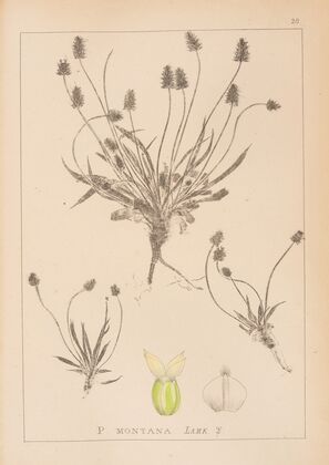Herbier de la flore française Pl.0946
