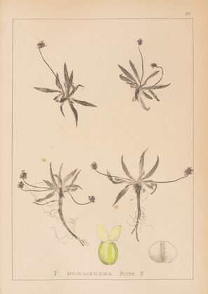 Herbier de la flore française Pl.0947