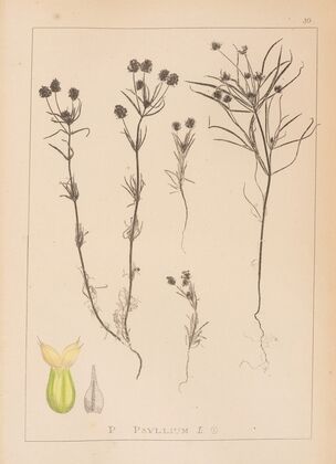 Herbier de la flore française Pl.0948
