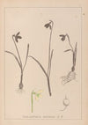 Herbier de la flore française Pl.0952