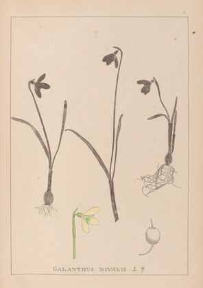 Herbier de la flore française Pl.0952