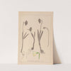 Herbier de la flore française Pl.0953 (1867-1876) by Louis Antoine Cusin