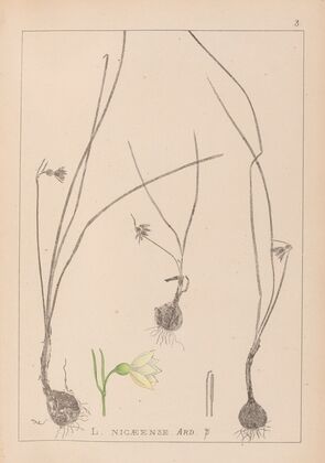 Herbier de la flore française Pl.0954
