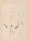 Herbier de la flore française Pl.0956