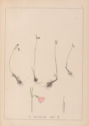 Herbier de la flore française Pl.0956