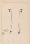 Herbier de la flore française Pl.0957