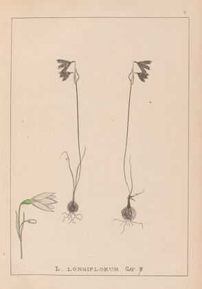Herbier de la flore française Pl.0957