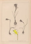Herbier de la flore française Pl.0959