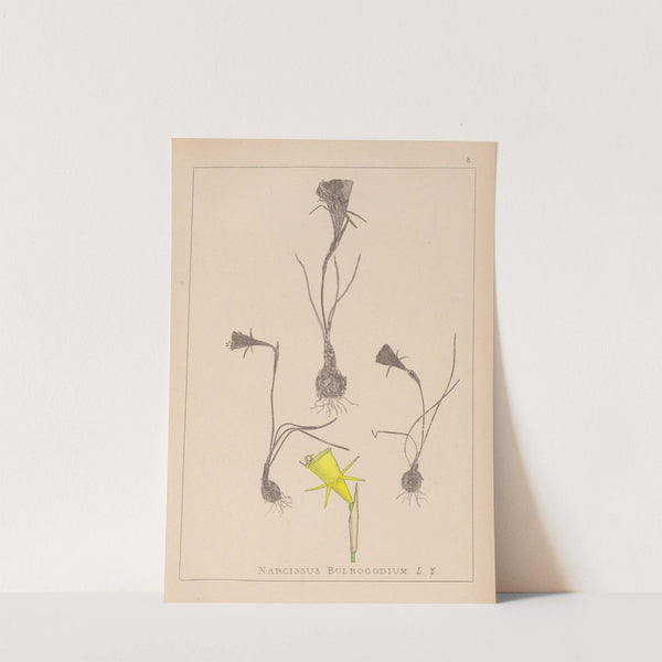 Herbier de la flore française Pl.0959 by Louis Antoine Cusin