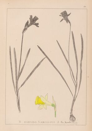 Herbier de la flore française Pl.0961