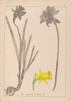 Herbier de la flore française Pl.0962