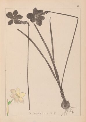 Herbier de la flore française Pl.0964