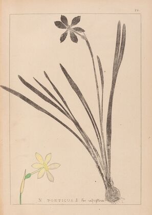 Herbier de la flore française Pl.0965