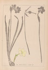Herbier de la flore française Pl.0966
