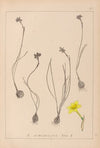 Herbier de la flore française Pl.0967