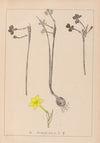Herbier de la flore française Pl.0968