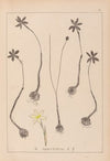 Herbier de la flore française Pl.0969