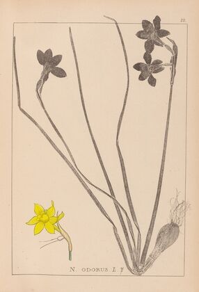 Herbier de la flore française Pl.0970
