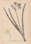 Herbier de la flore française Pl.0971