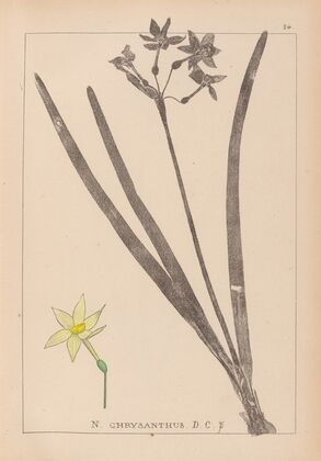 Herbier de la flore française Pl.0971