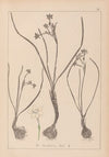 Herbier de la flore française Pl.0974