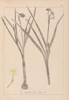 Herbier de la flore française Pl.0976
