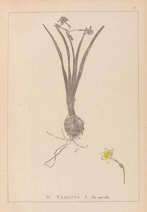 Herbier de la flore française Pl.0978