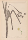 Herbier de la flore française Pl.0979