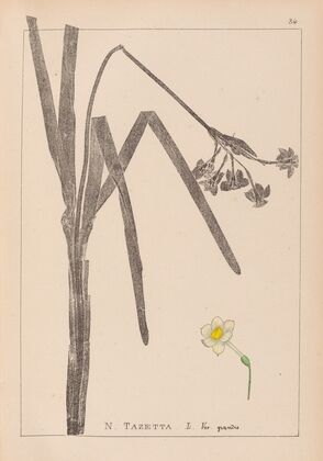 Herbier de la flore française Pl.0979