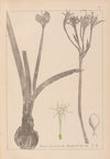 Herbier de la flore française Pl.0981