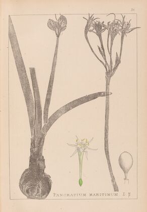 Herbier de la flore française Pl.0981