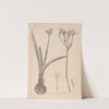 Herbier de la flore française Pl.0981 by Louis Antoine Cusin
