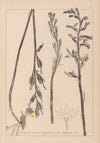 Herbier de la flore française Pl.0982