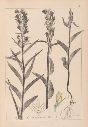 Herbier de la flore française Pl.0984