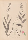 Herbier de la flore française Pl.0985