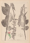 Herbier de la flore française Pl.0987