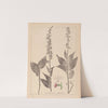 Herbier de la flore française Pl.0988 by Louis Antoine Cusin