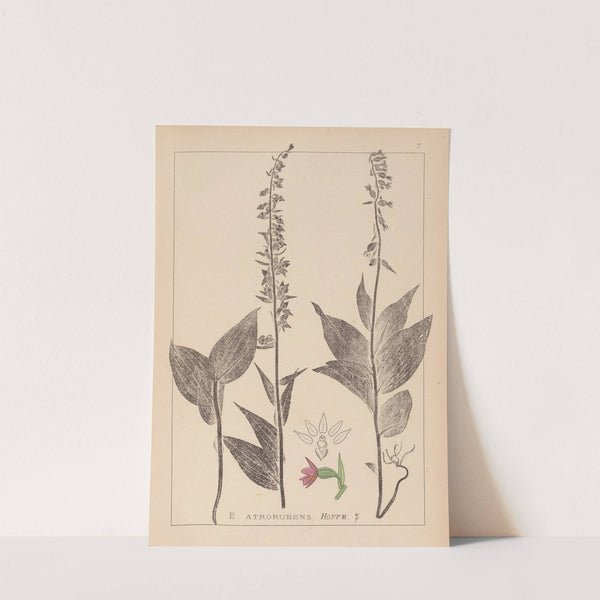 Herbier de la flore française Pl.0988 by Louis Antoine Cusin