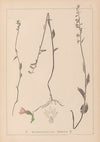 Herbier de la flore française Pl.0989