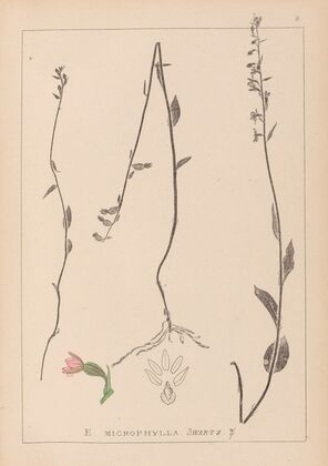 Herbier de la flore française Pl.0989