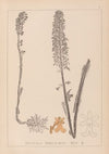 Herbier de la flore française Pl.0990
