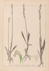 Herbier de la flore française Pl.0993