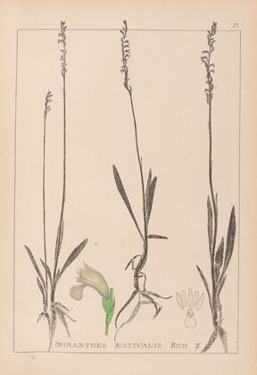 Herbier de la flore française Pl.0993