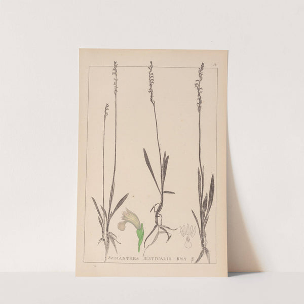 Herbier de la flore française Pl.0993 by Louis Antoine Cusin