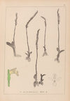 Herbier de la flore française Pl.0994