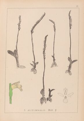 Herbier de la flore française Pl.0994